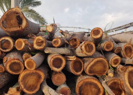 قاچاقچیان چوب شبانه در تبریز دستگیر شدند