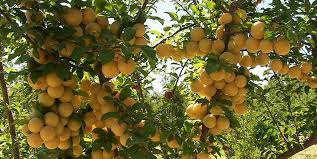 مراغه، بهشت آلوچه خشکباری ایران