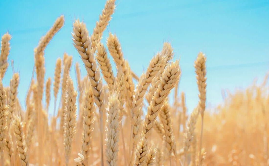 شکسته‌ شدن رکورد خرید گندم در آذربایجان‌شرقی