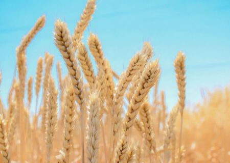 شکسته‌ شدن رکورد خرید گندم در آذربایجان‌شرقی