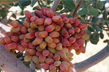 تولید ۲۰۴۵ تن محصول پسته در آذربایجان‌شرقی