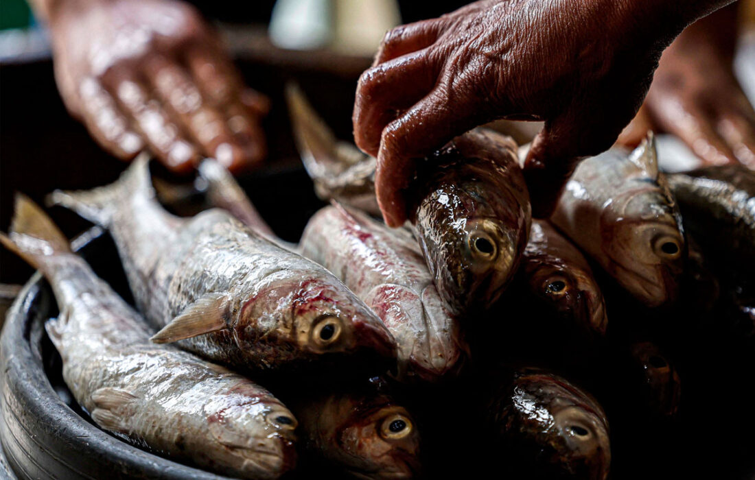 توقیف محموله ماهیان قاچاق در جلفا