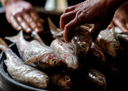 توقیف محموله ماهیان قاچاق در جلفا