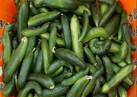 عدم استقبال کشاورزان از کاشت خیار