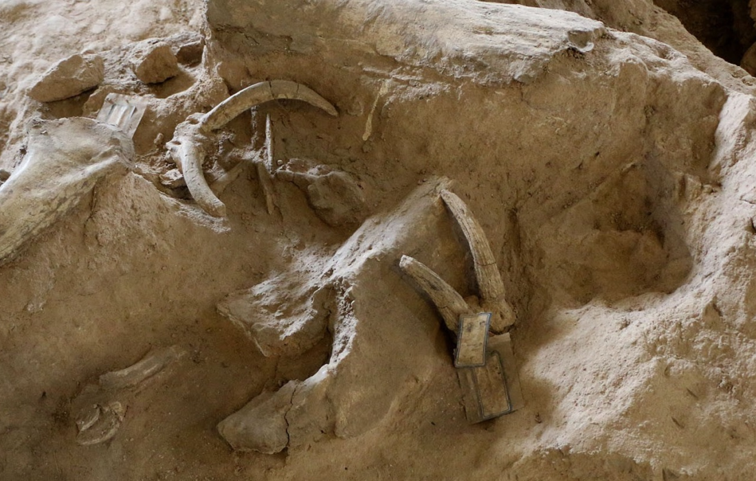 استخراج هفت هزار قطعه فسیل مهره‌داران در مراغه