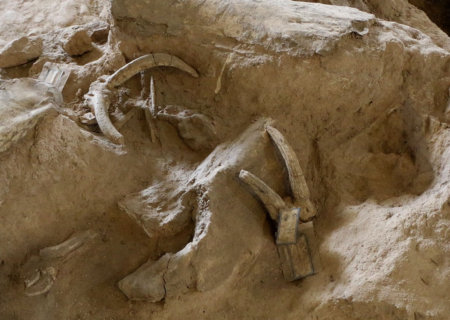 استخراج هفت هزار قطعه فسیل مهره‌داران در مراغه