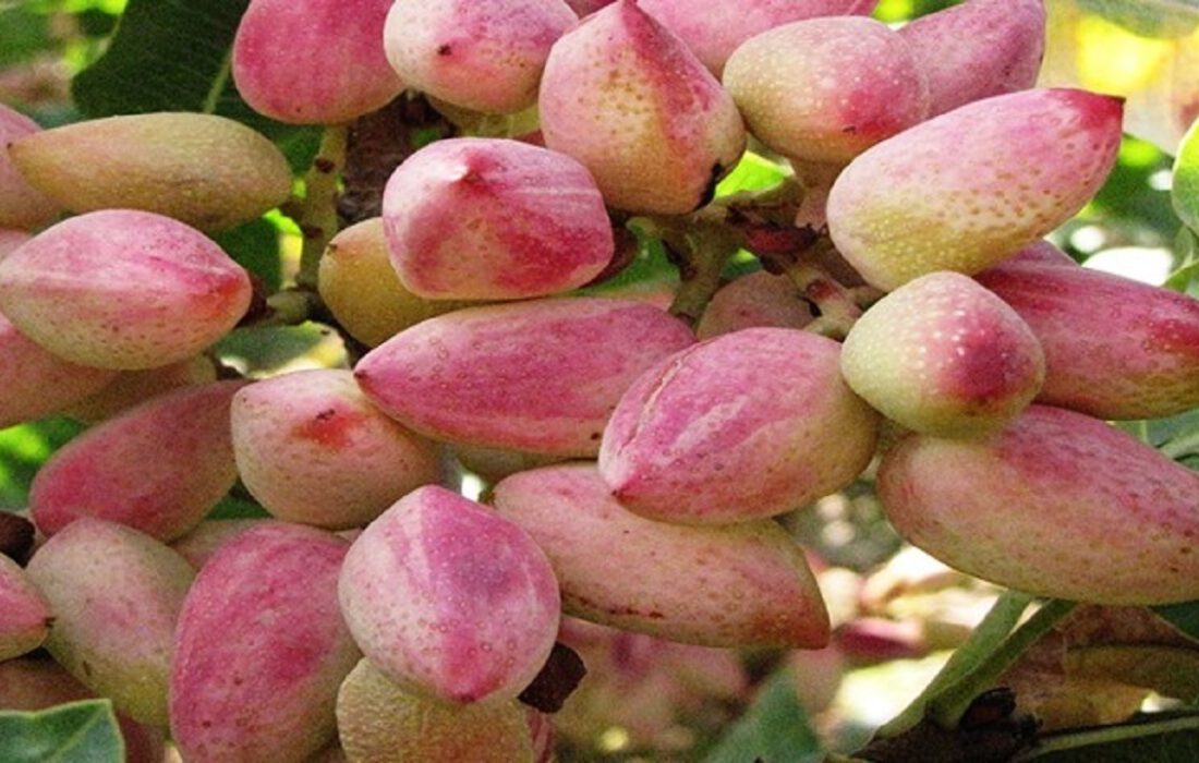 پیش‌بینی برداشت ۴۵۰۰ تن پسته خام در استان