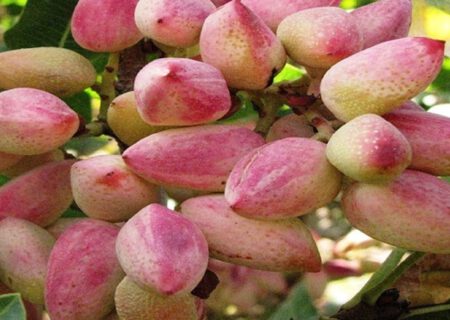 پیش‌بینی برداشت ۴۵۰۰ تن پسته خام در استان