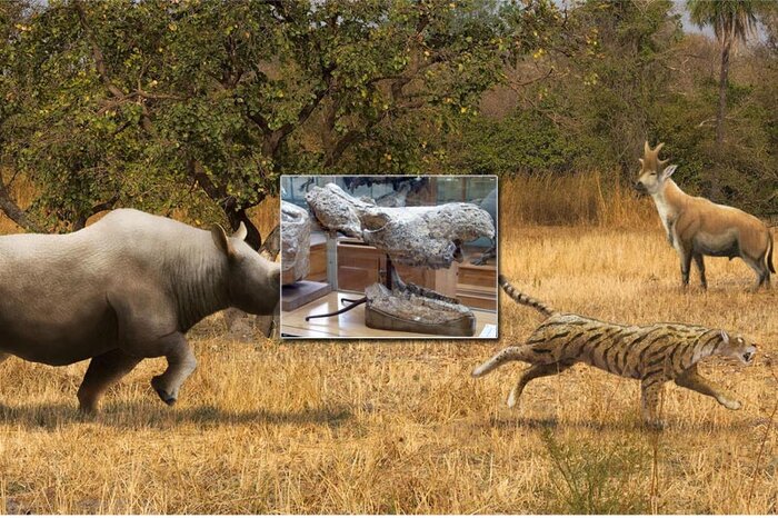 فسیلهای مراغه در کدام موزههای جهان نگهداری میشود؟