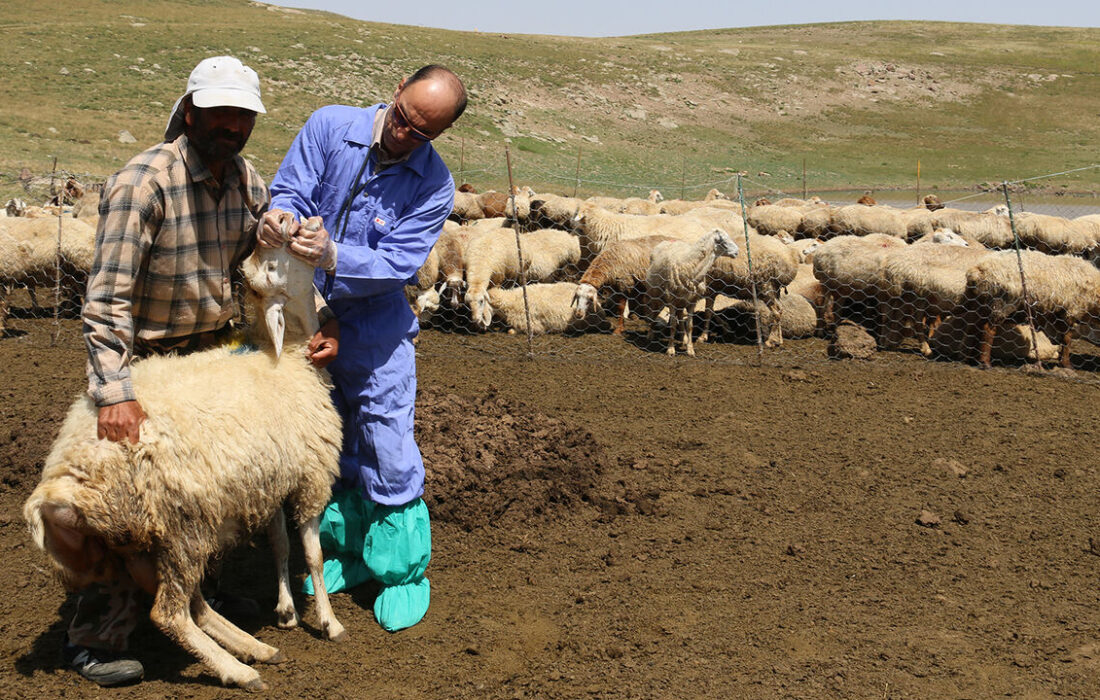 پوشش یک میلیون واکسیناسیون تب برفکی در استان