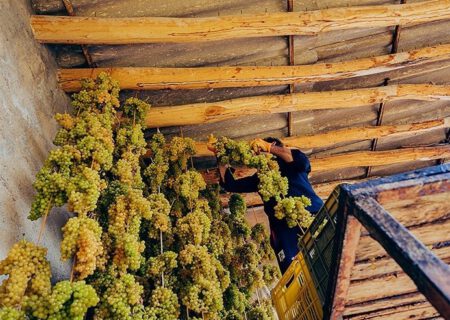 تولید ۱۰ درصد انگور کشور در ملکان