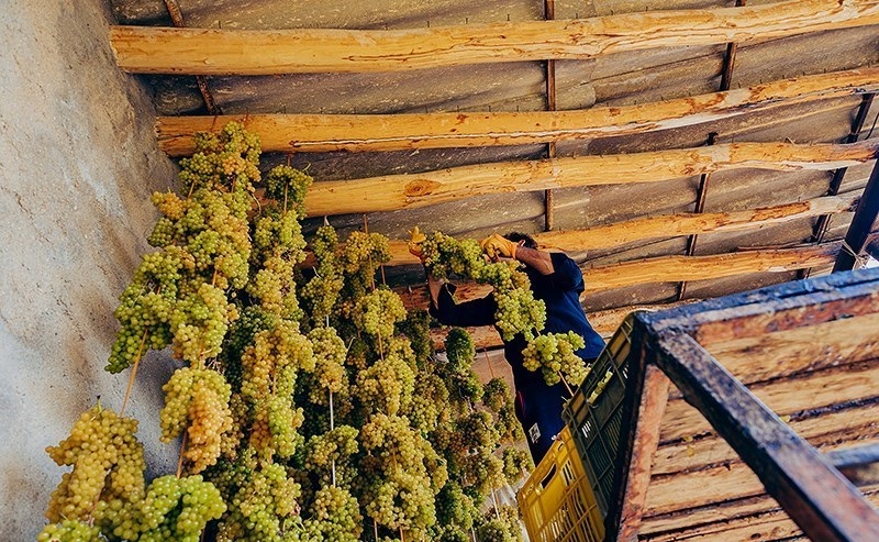 تولید ۱۰ درصد انگور کشور در ملکان