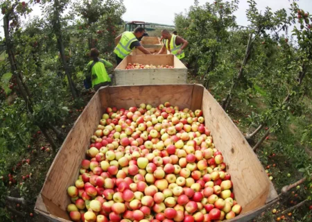 ضرورت رعایت نکات ایمنی برداشت گردو و سیب
