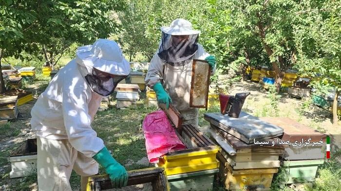 تولید سالانه 1500 تن عسل در ورزقان