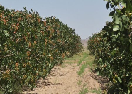 خودنمایی پسته آذربایجان‌شرقی در صادرات کشور