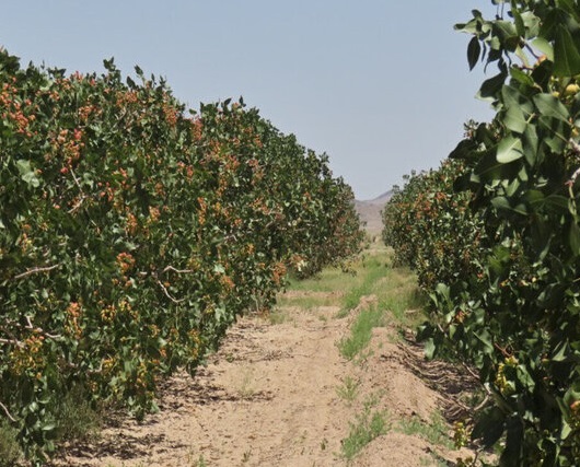 خودنمایی پسته آذربایجانشرقی در صادرات کشور