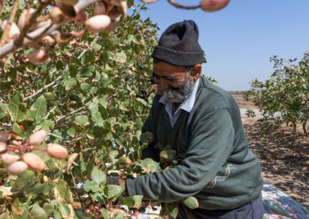 درآمد پایدار کشاورزان استان با کشت جایگزین