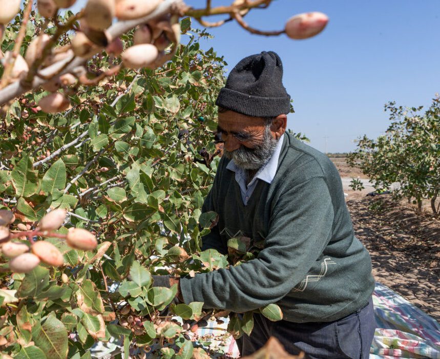 درآمد پایدار کشاورزان استان با کشت جایگزین