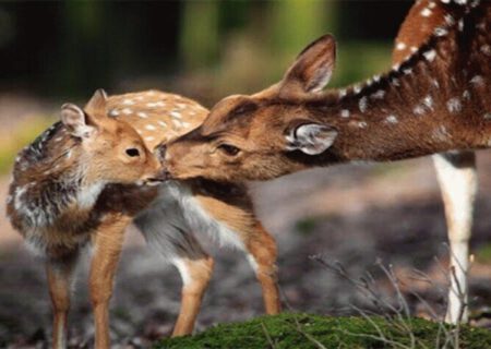 انتقال گوزن‌های قرمز از مازندران به آذربایجان‌شرقی