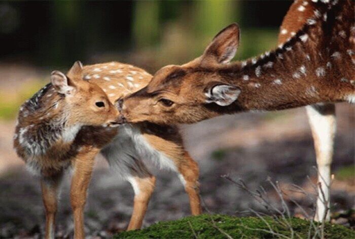 انتقال گوزنهای قرمز از مازندران به آذربایجانشرقی