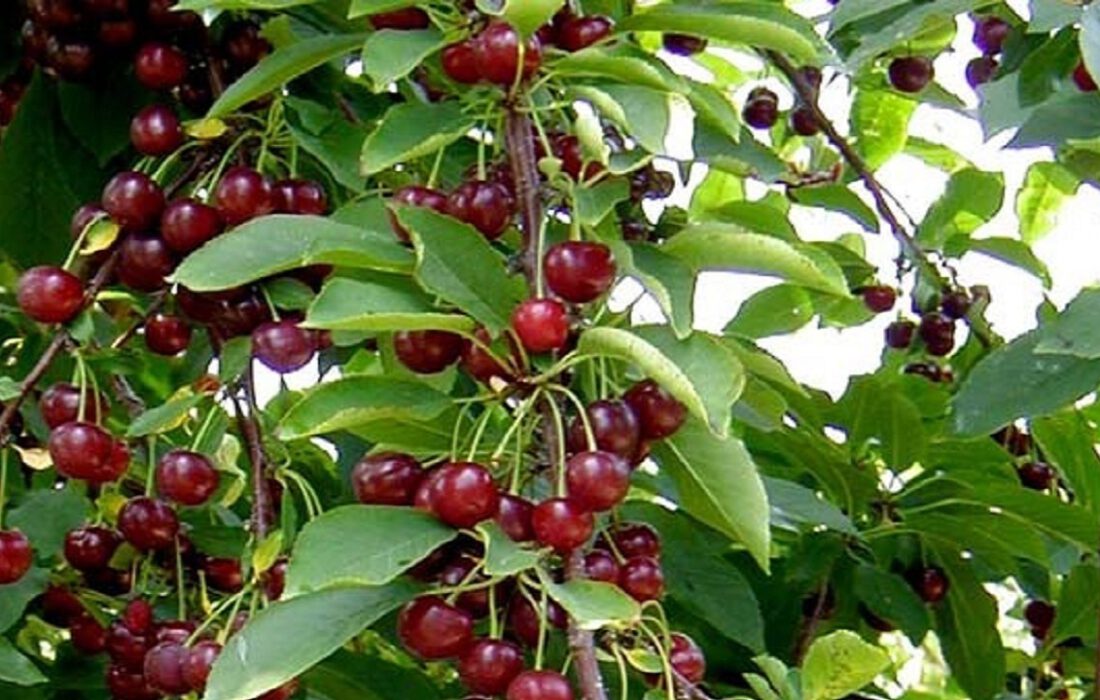 تولید ۳۰ درصد میوه آذربایجان شرقی در مراغه