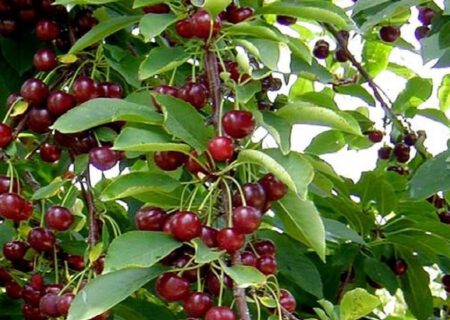 تولید ۳۰ درصد میوه آذربایجان شرقی در مراغه