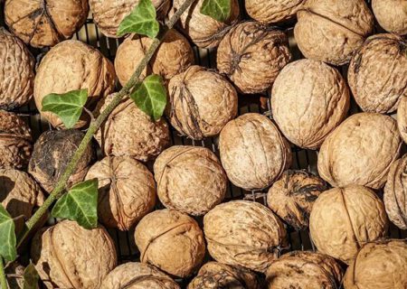 رتبه دوم استان در تولید گردو کشور