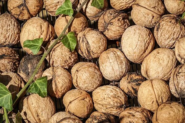 رتبه دوم استان در تولید گردو کشور