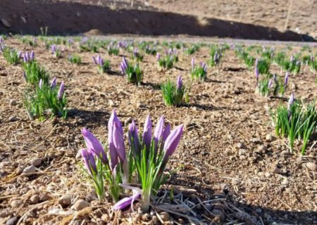 تولید 3 تن زعفران در آذربایجان شرقی