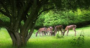 کمبود محیط بان در جنگل های ارسباران