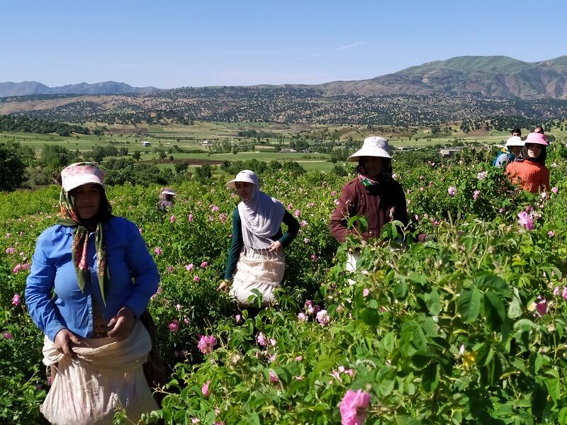 زنان چه نقشی و اهمیتی در ژئوپارک سهند مراغه بر عهده میگیرند؟