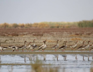 قره قشلاق بناب در آستانه خشکی