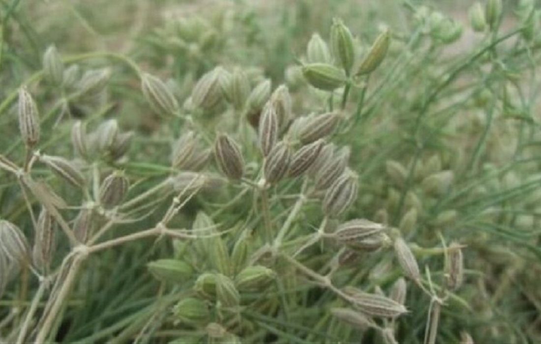 ایلخچی قطب‌ تولید زیره سبز در آذربایجان شرقی