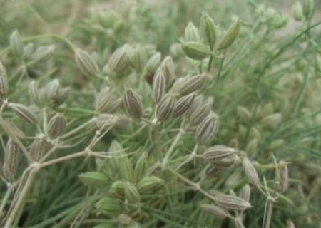 ایلخچی قطب‌ تولید زیره سبز در آذربایجان شرقی