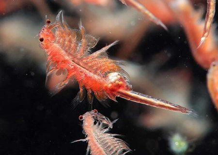 پرورش «آرتمیا» جان دوباره به ارومیه می‌دهد