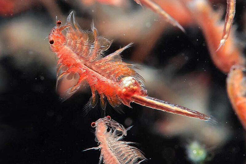 پرورش «آرتمیا» جان دوباره به ارومیه می‌دهد