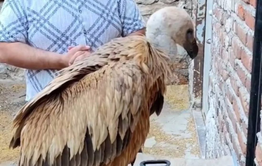 رهاسازی کرکس بعد از تیمار در بناب