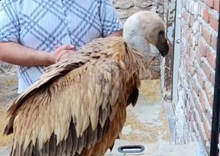 رهاسازی کرکس بعد از تیمار در بناب