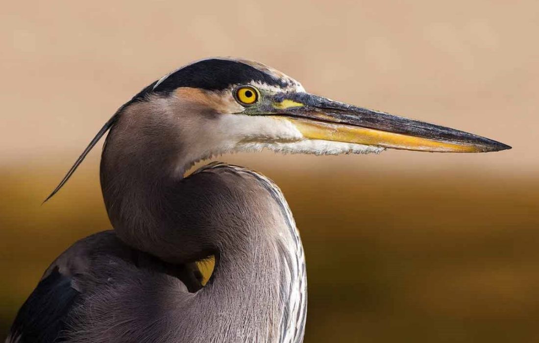 رهاسازی پرنده «حواصیل» پس از تیمار