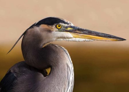 رهاسازی پرنده «حواصیل» پس از تیمار