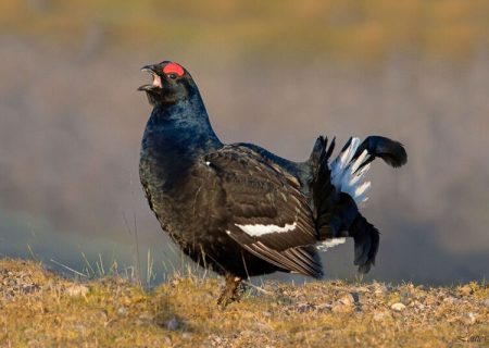 «قره‌خروس قفقازی» قره‌داغ، نماد حیات‌وحش در خطر