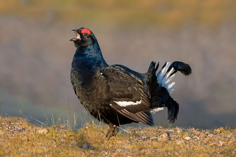 «قره‌خروس قفقازی» قره‌داغ، نماد حیات‌وحش در خطر
