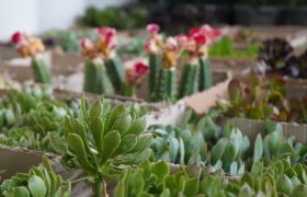 روایت دوربین آناج از نمایشگاه گل‌وگیاه در تبریز