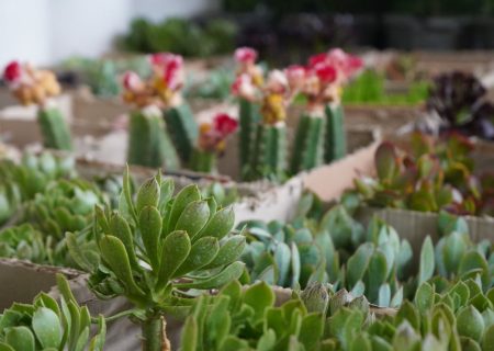 روایت دوربین آناج از نمایشگاه گل‌وگیاه در تبریز