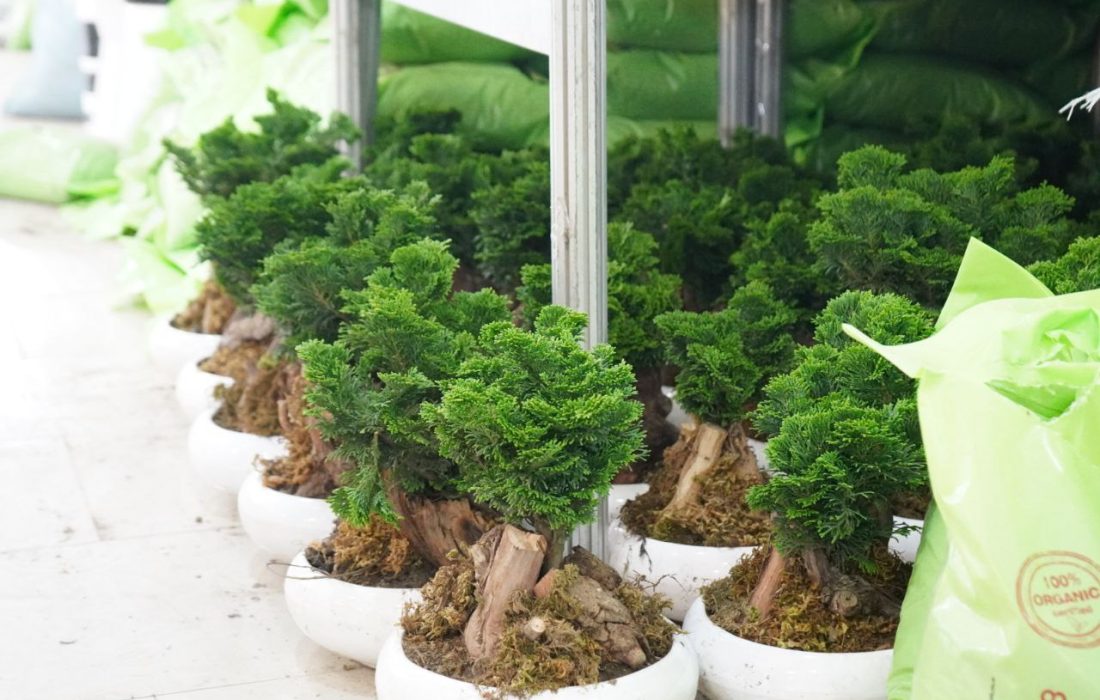 کدام گل برای خانه‌مان بهتر است؟