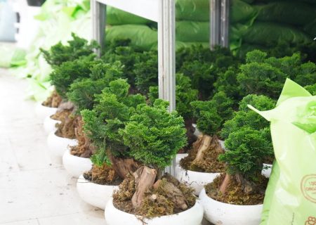 کدام گل برای خانه‌مان بهتر است؟