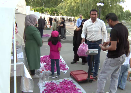 مراغه در آغوش عطر گل محمدی