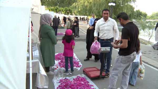 مراغه در آغوش عطر گل محمدی