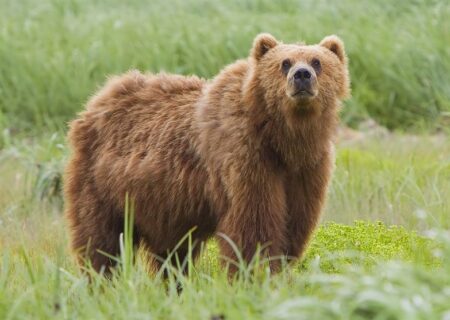 توله خرس گرفتار در سراب رهاسازی شد