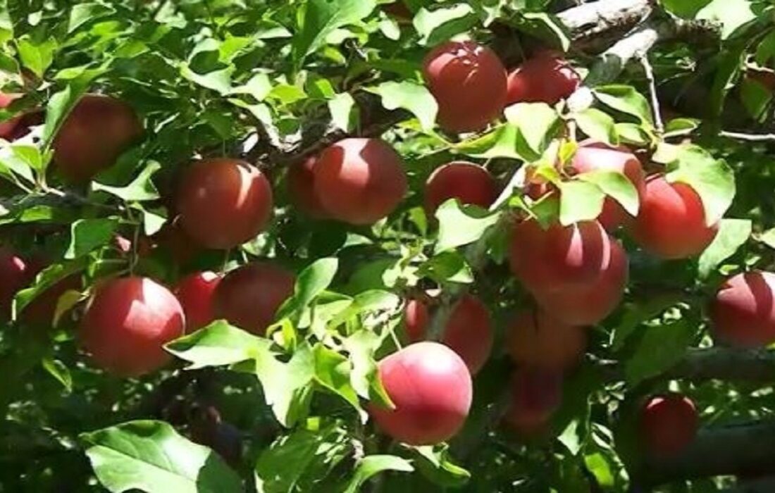 پیش بینی برداشت ۳ هزار تن آلوچه در مراغه